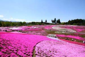 芝桜の丘（2015年の様子）