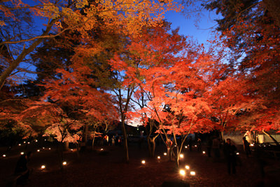 紅葉（長瀞・月の石もみじ公園）